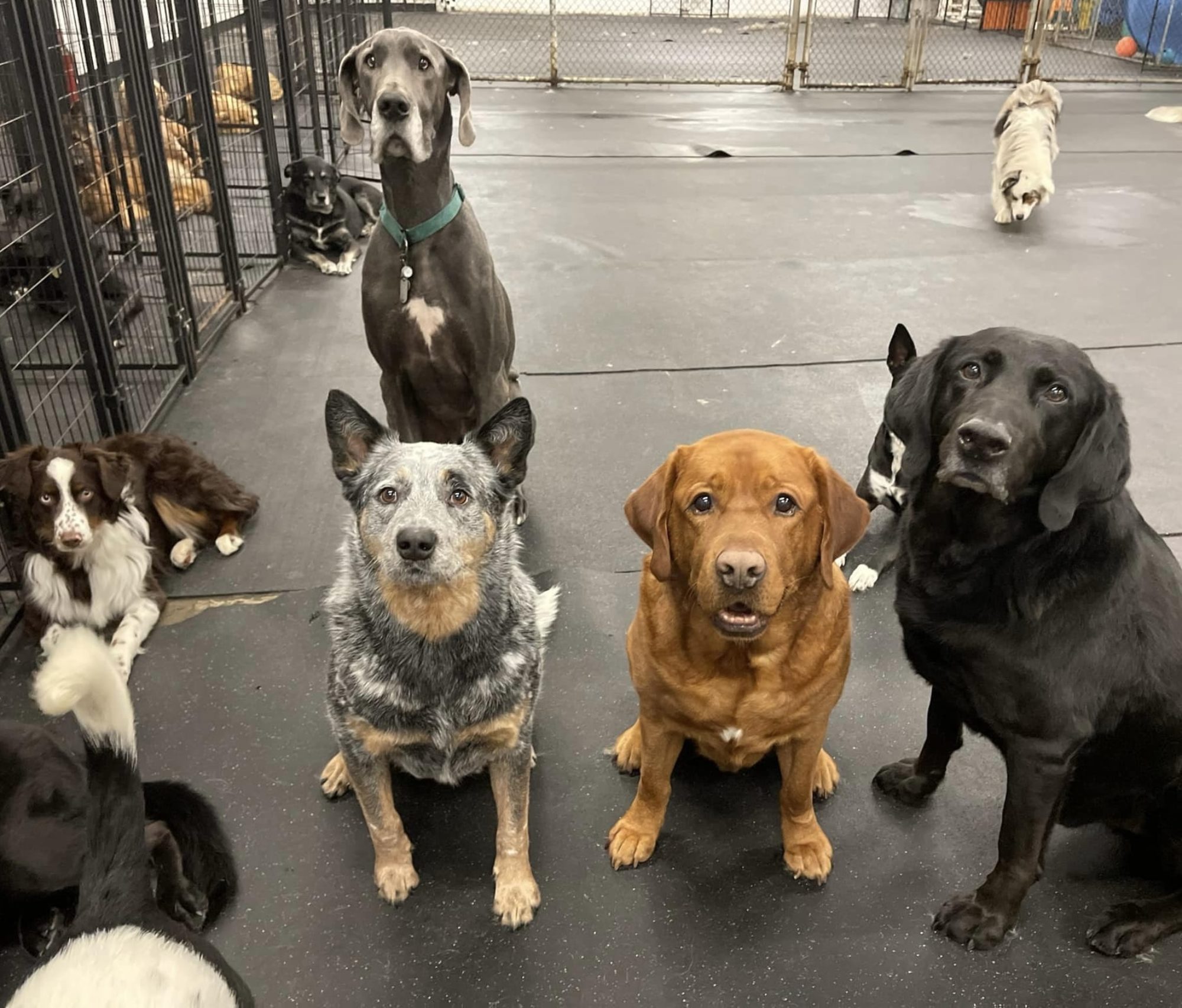 The Barking Orange - DOGGY DAYCARE * GROOMING * TRAINING